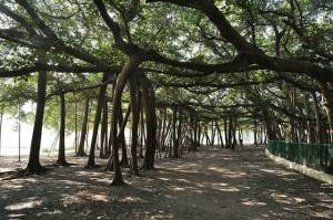 the-great-banyan-is-a-banyan-tree-howrah-near-kolkata-india-2.jpg