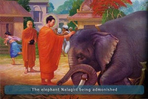 buddha-elephant-nalagiri.jpg