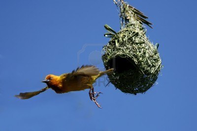 nest-and-bird.jpg