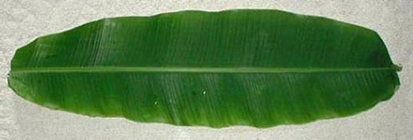 banana_leaf