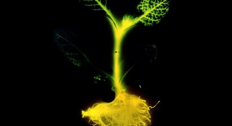 glowing_plant_genetically engineered