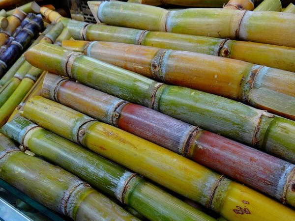 Sugarcane-
