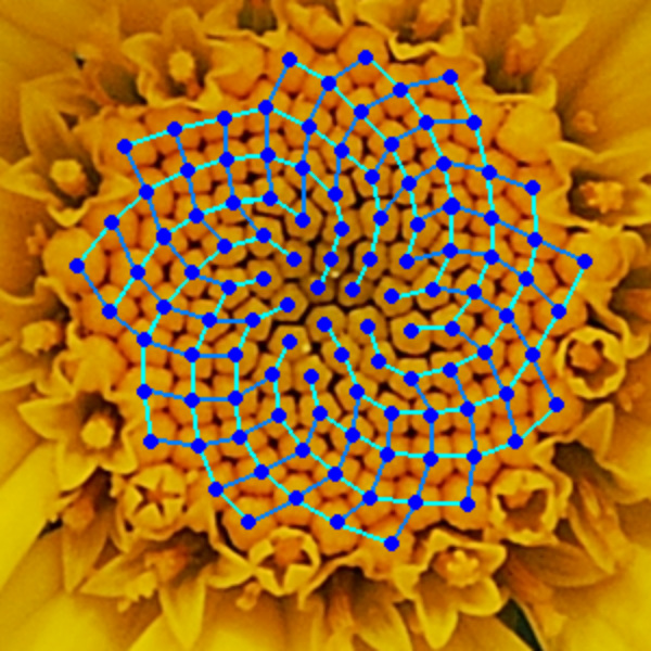 sunflower fibonacci