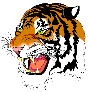 tiger drawing 1