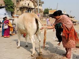 cow urinating