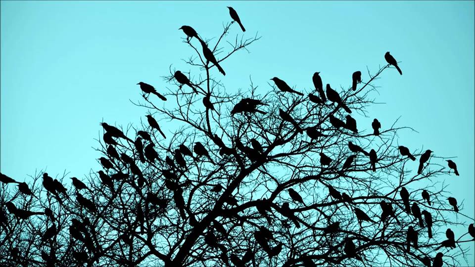 Image result for indian crows on trees