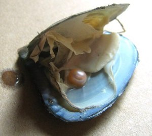 pearl-oyster