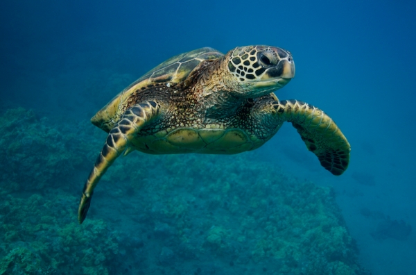 Green Sea Turtle. Chelonia mydas. Maui, Hawaii, USA.