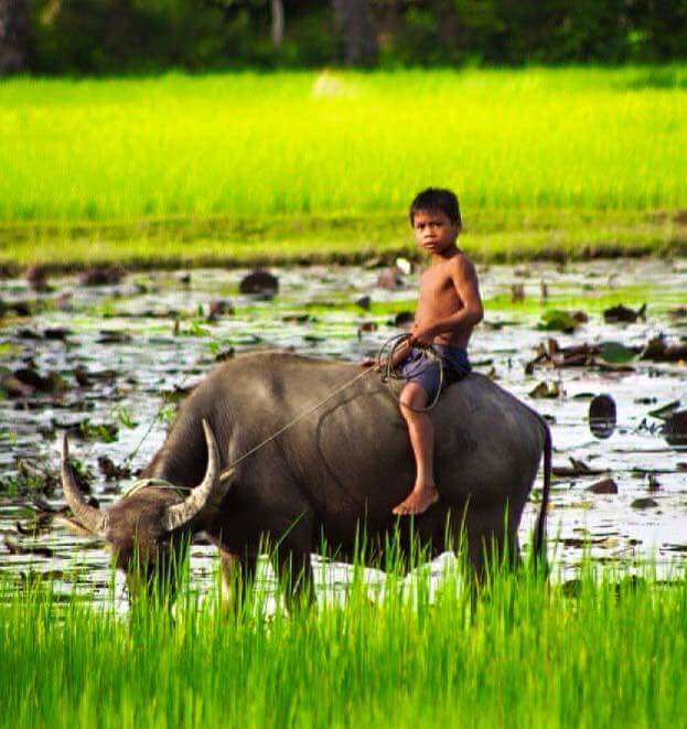 buffalo boy, cambodia