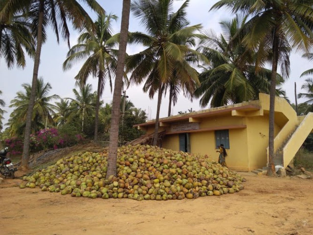 coconut tree essay in tamil language